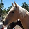 Cash's head as a yearling