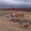 Cash and Trixxy on pasture
Fall 2012
