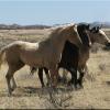 March 2011, First time on pasture