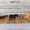 Angel, Bella and Cash on pasture, Winter 2011