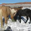 Cash and friends in the snow